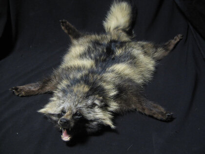Ковер из шкуры енота